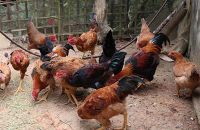 Bác sĩ Đông y mách cách dùng thịt gà để cả năm khỏe mạnh